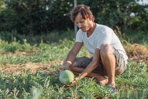 外国老外吃瓜,一场跨越国界的趣味观察  第2张