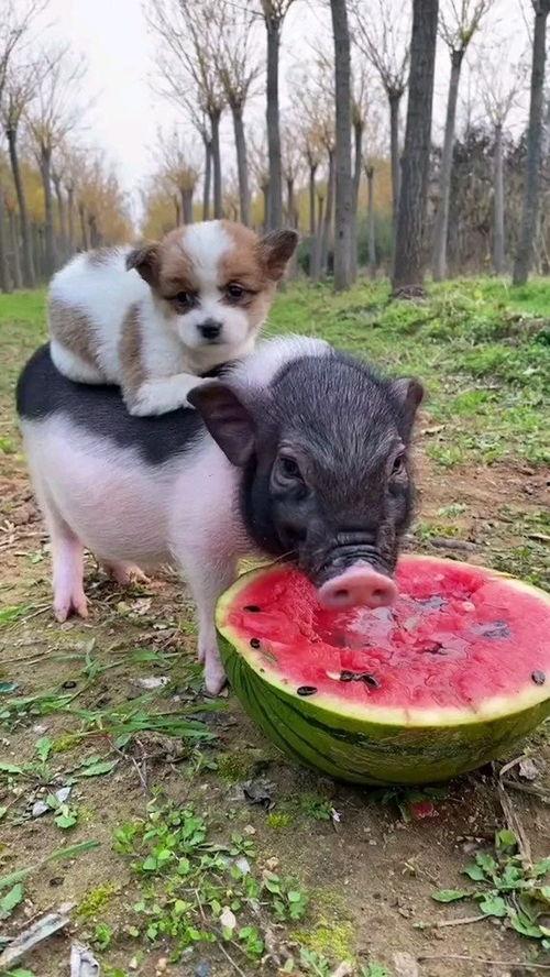 猪瓜能给狗吃吗,探讨猪瓜是否适合作为狗的食材  第1张