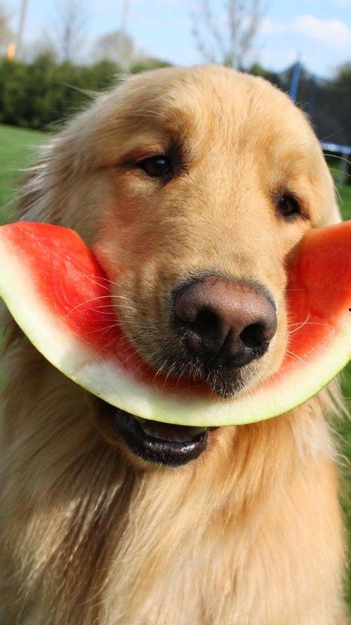 猪瓜能给狗吃吗,探讨猪瓜是否适合作为狗的食材  第2张