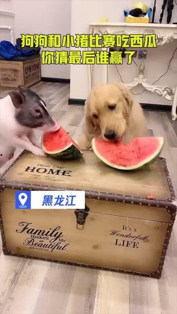 猪瓜能给狗吃吗,探讨猪瓜是否适合作为狗的食材  第3张