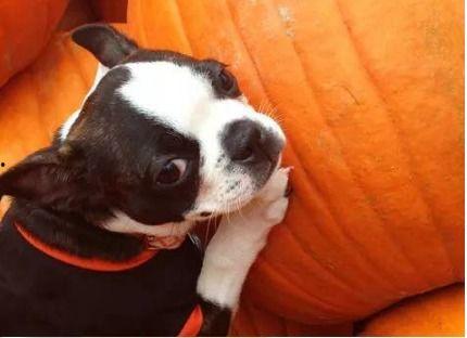 小狗可以吃密瓜吗,揭秘小狗能否享用密瓜 第2张 小狗可以吃密瓜吗,揭秘小狗能否享用密瓜 第2张