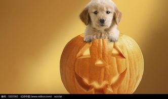 小狗可以吃密瓜吗,揭秘小狗能否享用密瓜 第3张 小狗可以吃密瓜吗,揭秘小狗能否享用密瓜 第3张