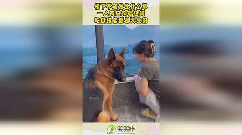 狗看热闹吃瓜图片,萌态十足引网友热议  第1张