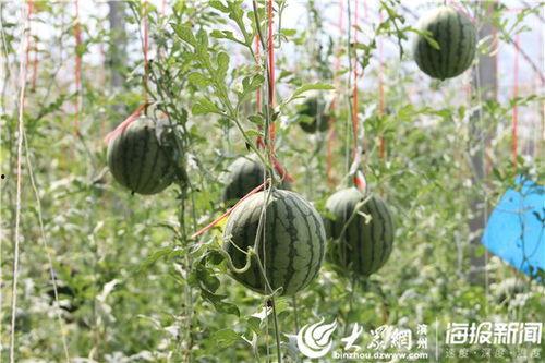 戚殿吃瓜视频,揭秘娱乐圈幕后故事  第1张