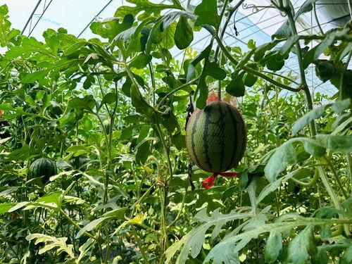 夸克上吃瓜,揭秘宇宙中的神秘现象  第2张