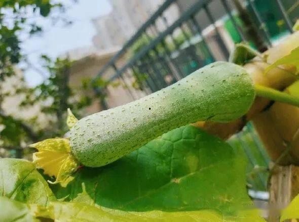 改不了吃瓜的毛病  第1张