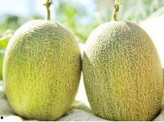 凉爽在剧里吃瓜 第1张 凉爽在剧里吃瓜 第1张