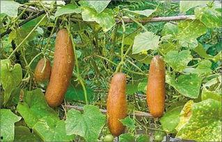 吃瓜瘘籽上火吗 第2张 吃瓜瘘籽上火吗 第2张