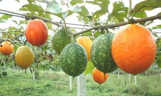 吊瓜可吃吗,美味可口的天然食材探索 第1张 吊瓜可吃吗,美味可口的天然食材探索 第1张