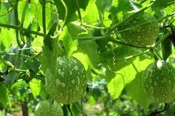 吊瓜可吃吗,美味可口的天然食材探索 第2张 吊瓜可吃吗,美味可口的天然食材探索 第2张