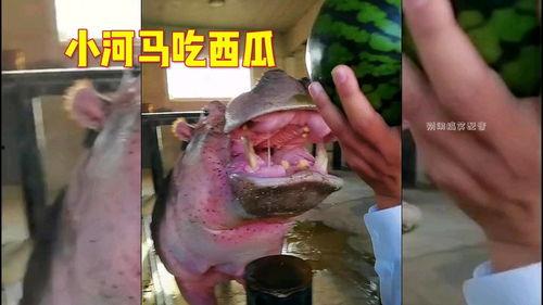 河马吃瓜gif  第1张