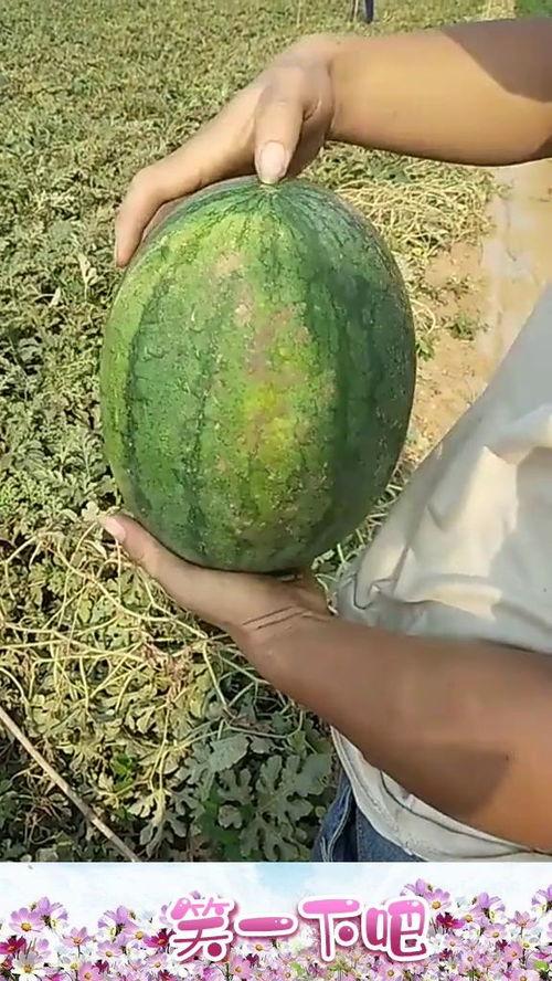 可以用手掏着吃的瓜,手掏瓜果的诱惑之旅  第3张