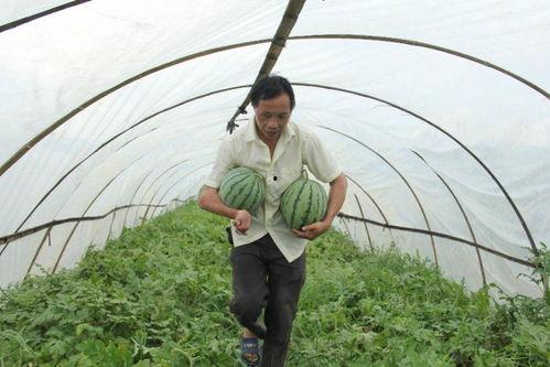 山西吃瓜群,揭秘民间美食背后的故事  第1张