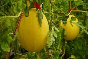 山西吃瓜群,揭秘民间美食背后的故事  第2张