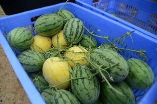 山西吃瓜群,揭秘民间美食背后的故事  第3张