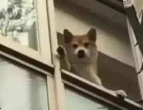 狗子站在阳台吃瓜,狗子悠闲吃瓜时光  第2张