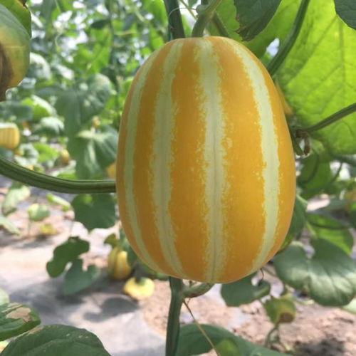 镜子里有人吃瓜,揭秘镜子里吃瓜的奇幻瞬间 第1张 镜子里有人吃瓜,揭秘镜子里吃瓜的奇幻瞬间 第1张