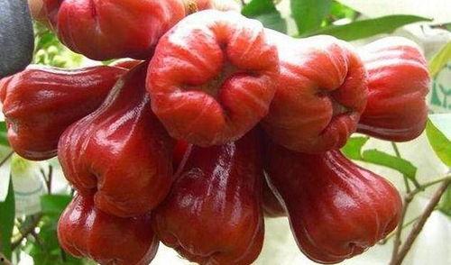 莲雾视频吃瓜网址,带你领略网络热点的魅力  第2张