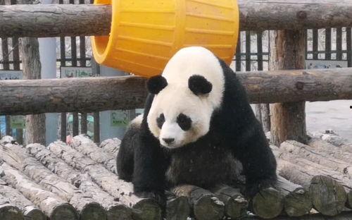 妙妙吃自己的瓜,一场关于成长与反思的奇妙之旅 第1张 妙妙吃自己的瓜,一场关于成长与反思的奇妙之旅 第1张