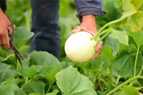 吃瓜牟利,吃瓜群众如何通过娱乐新闻牟利 第2张 吃瓜牟利,吃瓜群众如何通过娱乐新闻牟利 第2张