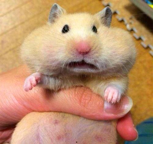 仓鼠只吃瓜,仓鼠的美食日记  第1张