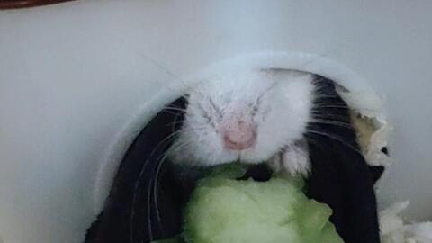 仓鼠只吃瓜,仓鼠的美食日记  第2张