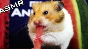 仓鼠只吃瓜,仓鼠的美食日记  第3张