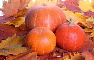 南瓜和面瓜减肥吃哪个,减肥饮食中的优选瓜类对比  第1张