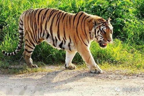 给老虎吃瓜饼干  第1张