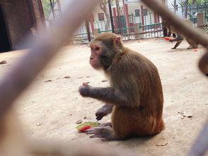 给老虎吃瓜饼干  第2张