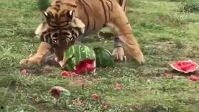 给老虎吃瓜饼干  第3张