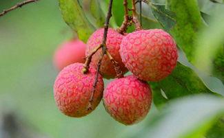 吃哈密瓜又吃荔枝,哈密瓜与荔枝的味蕾盛宴  第1张