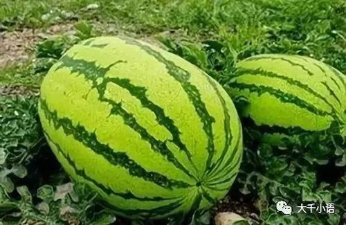 在哪里有瓜吃,揭秘“在哪里有瓜吃”的秘密乐园  第2张