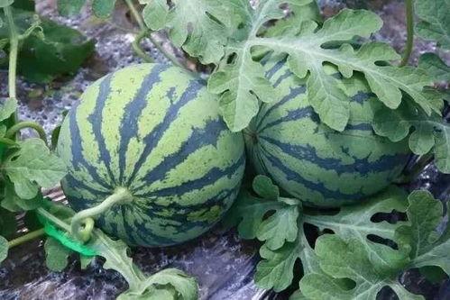 在哪里有瓜吃,揭秘“在哪里有瓜吃”的秘密乐园  第3张