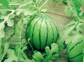 小翟快乐吃瓜  第2张