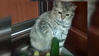 小猫吃瓜眼球放大  第2张