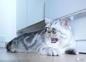 小猫吃瓜眼球放大  第3张