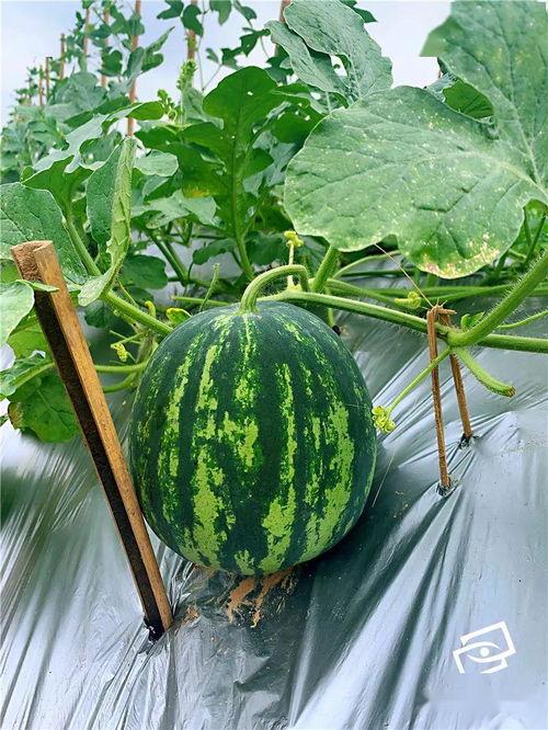 高速上吃瓜  第3张