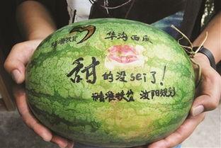 吃瓜恐龙抱枕,吃瓜恐龙的趣味生活  第3张