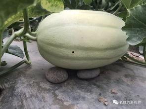 吃瓜是在旁边吃瓜  第3张